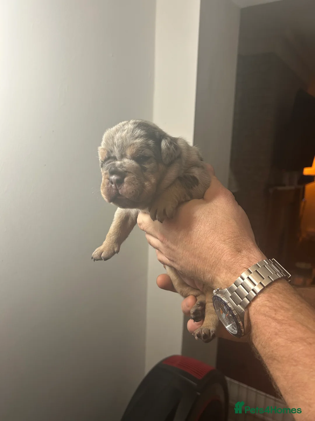 Olde English Bulldogge dogs for sale: 🔥Olde English bulldog puppies 🔥 - Advert 4