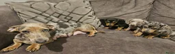 Dachshund dogs for sale: 3 male dachshund for sale  - Advert 1