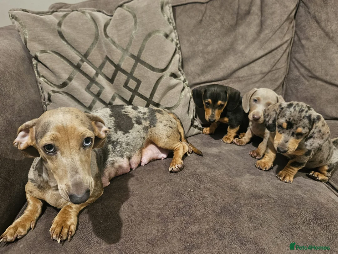Dachshund dogs for sale: 3 male dachshund for sale  - Advert 1