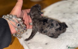 Cockapoo dogs for sale: Cockerpoo FB1 ready to leave  **  Eve  - Image 8