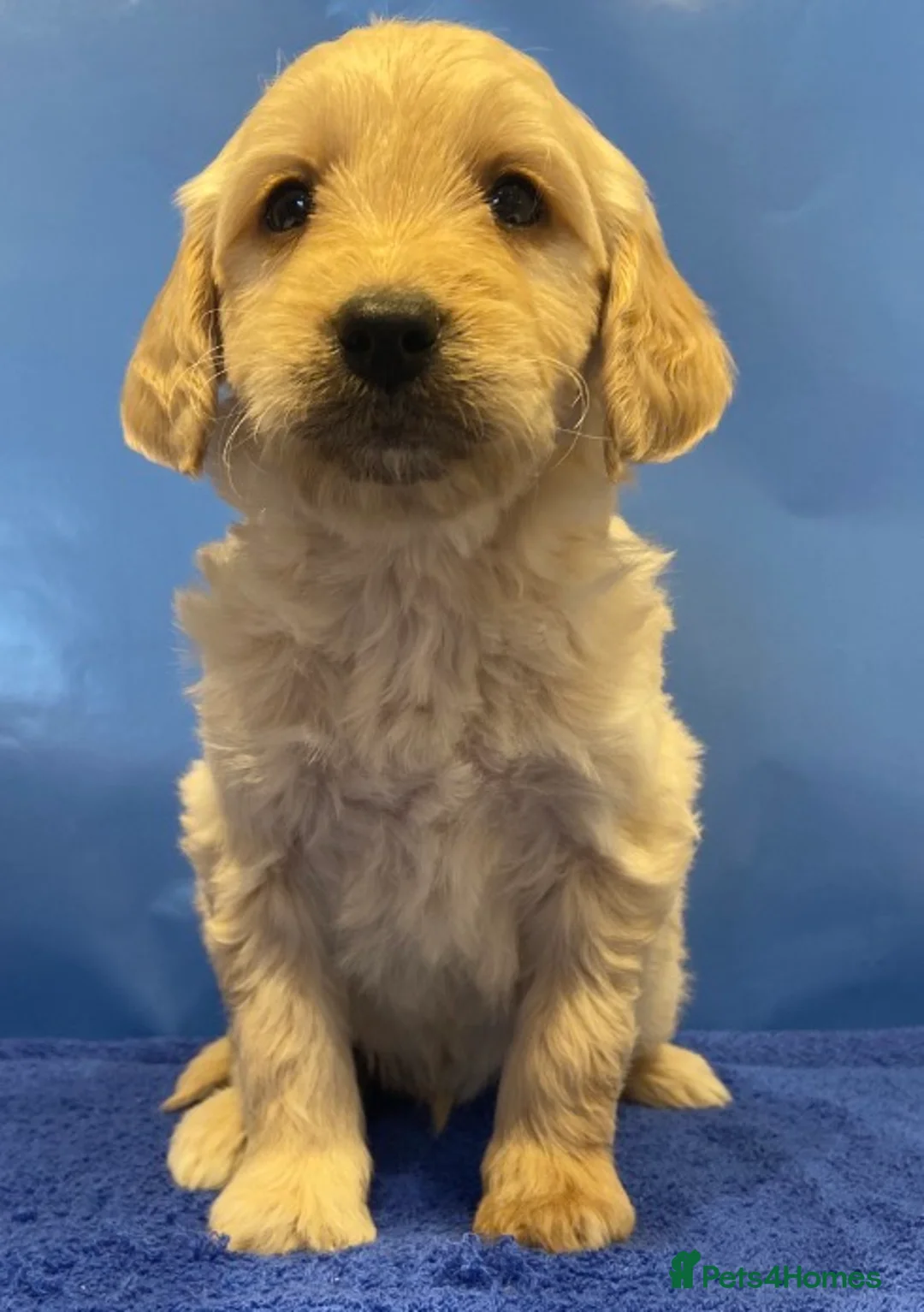 Goldendoodle dogs for sale: F1B Golden doodle pups - Advert 13