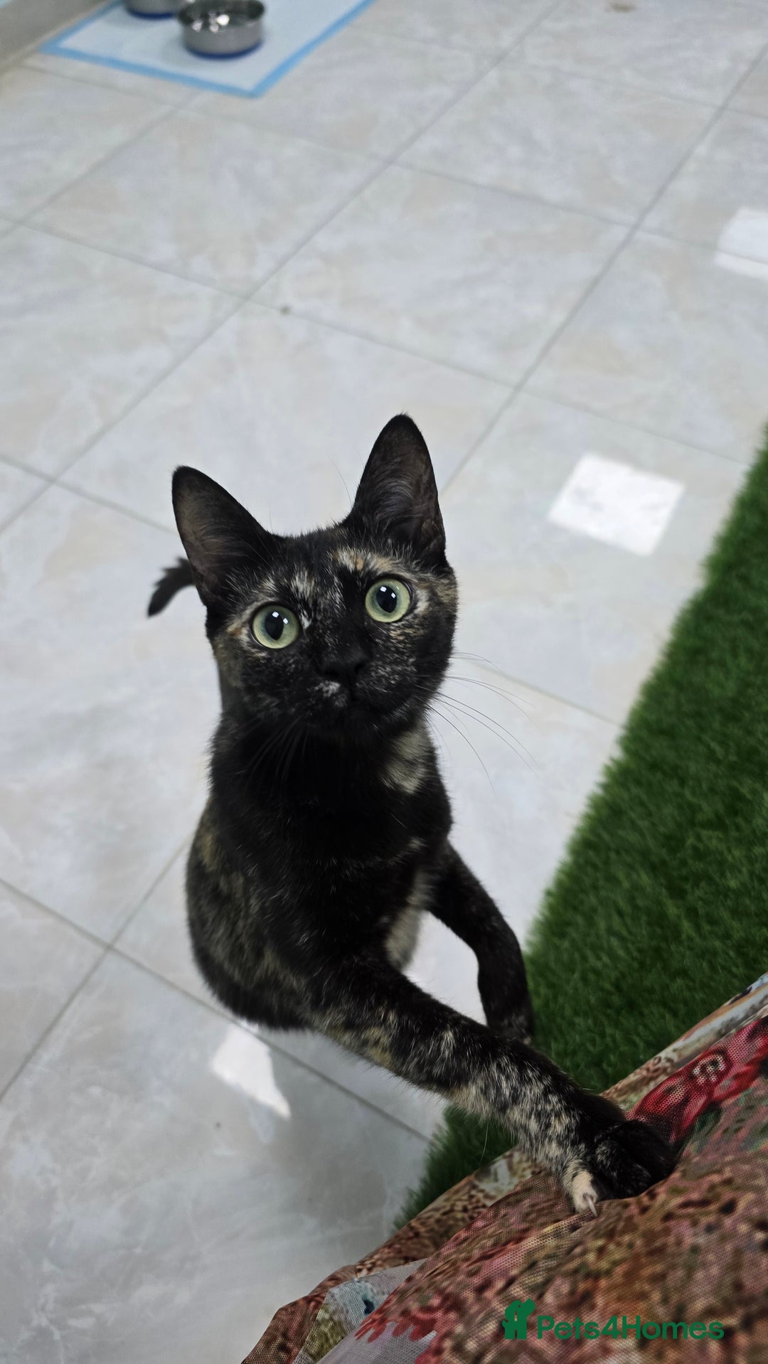 Mixed Breed cats for adoption: [Indoors Only] Lovely & affectionate Cuddlebugs - Image 31