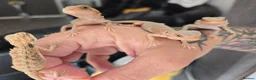 Bearded Dragon reptiles for sale: Hand tame in Pontypool - Advert 19