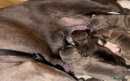 Staffordshire Bull Terrier dogs for sale: 2 blue male staff, 1 brindle girl staff  - Image 11