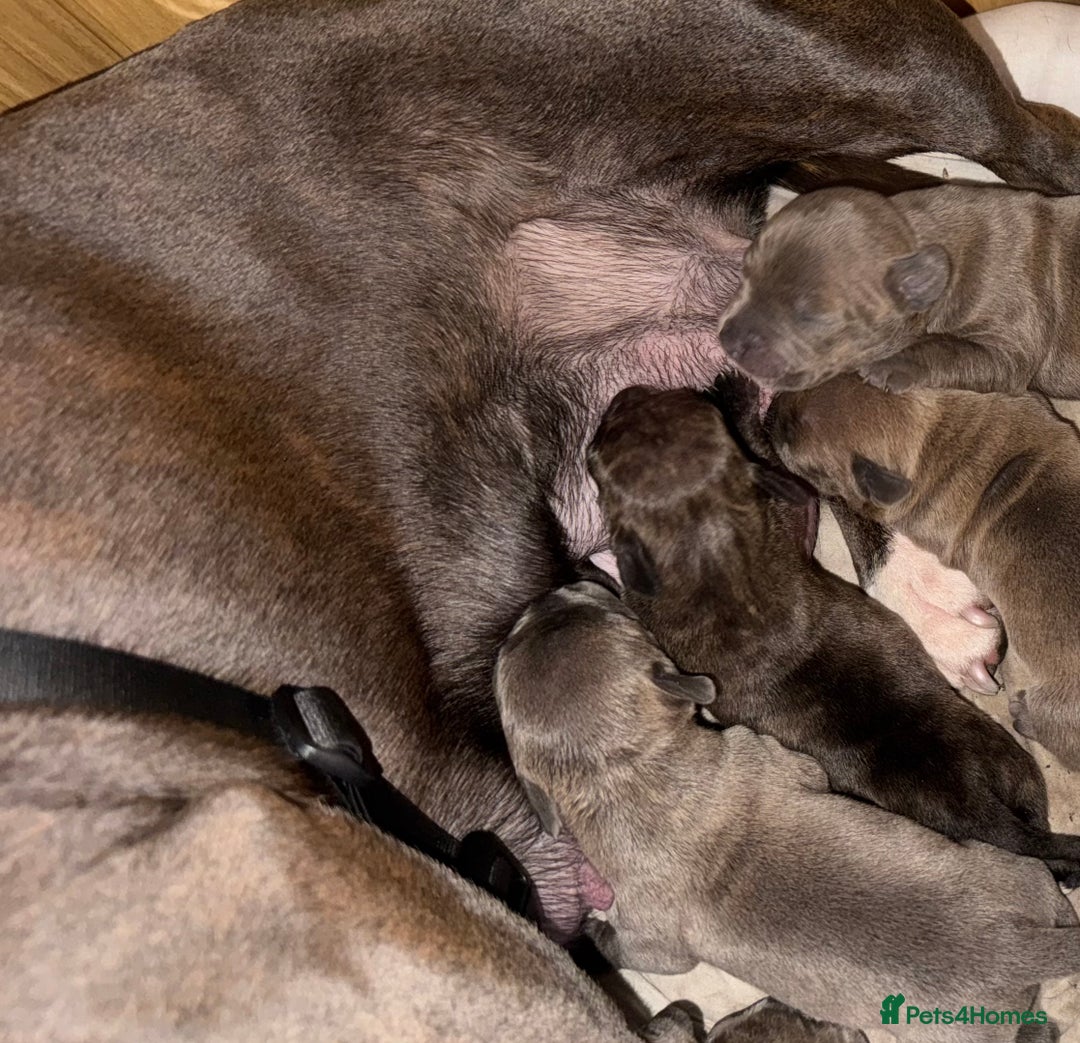 Staffordshire Bull Terrier dogs for sale: 2 blue male staff, 1 brindle girl staff  - Image 11