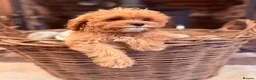 Cavapoo dogs for sale: Stunning F1 Health Tested Darlings  - Advert 7