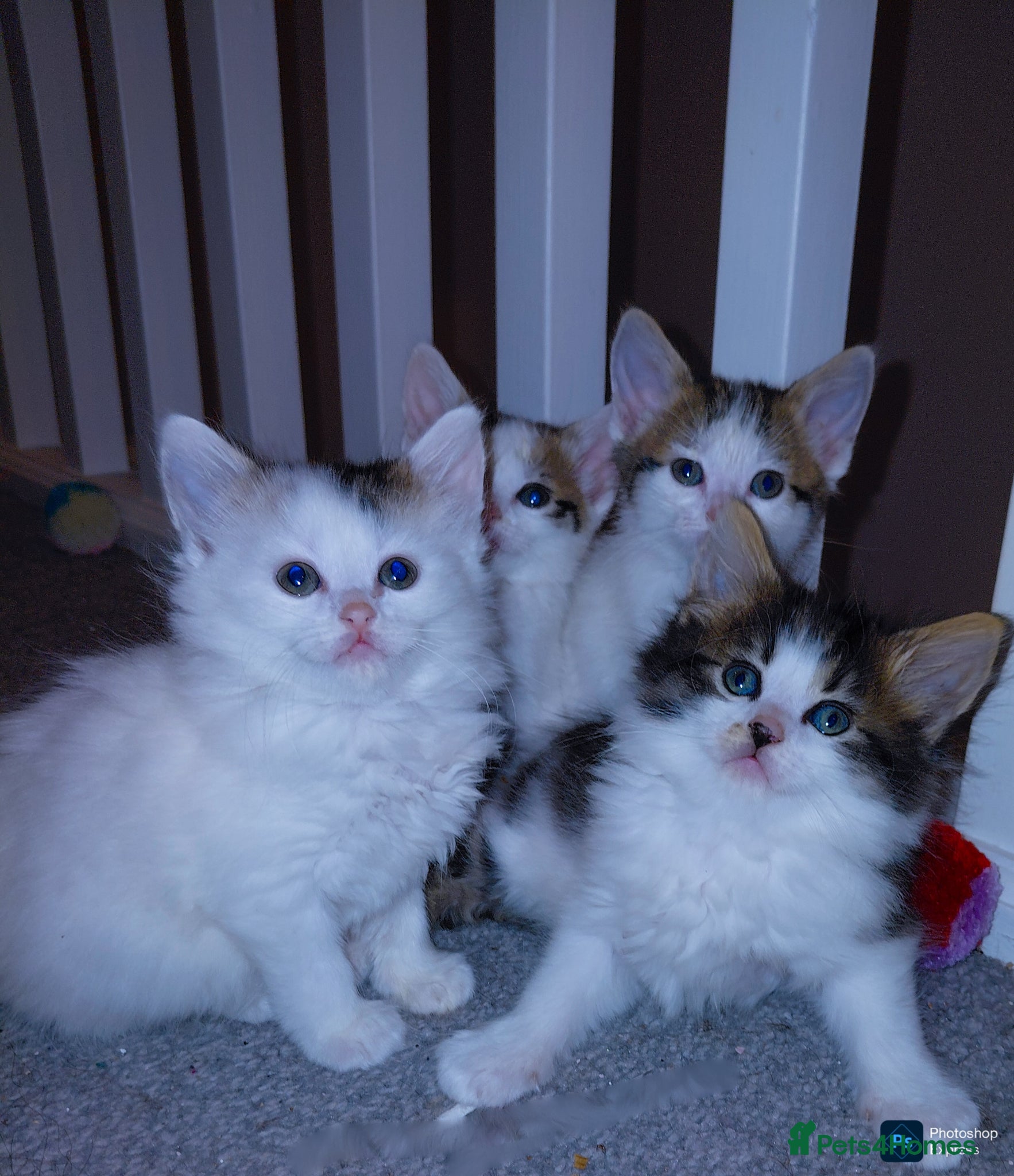 Mixed Breed cats mixed babies for sale  - Advert 12