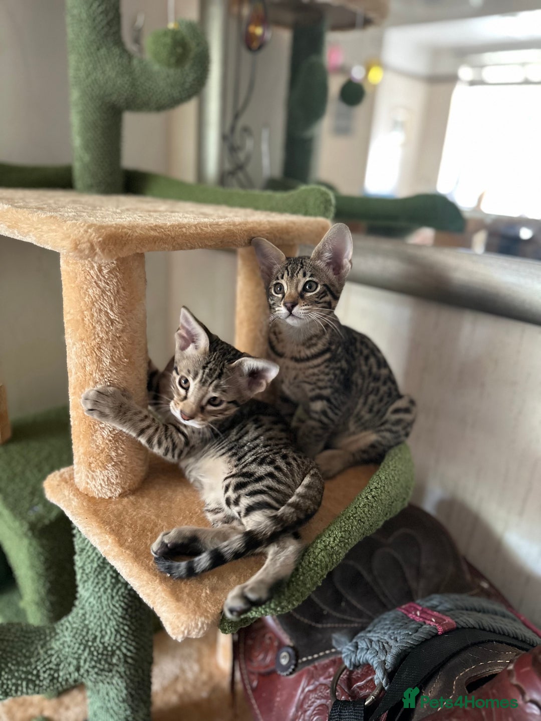 Savannah cats for sale: Savannah F4 girl kittens - Image 13