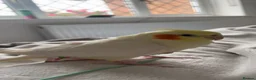 Cockatiels birds for sale: 4x mixed coloured cockatiles - Advert 8