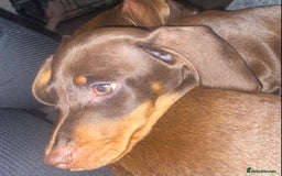 Dachshund dogs for sale: dashounds boys choc and tan - Image 22