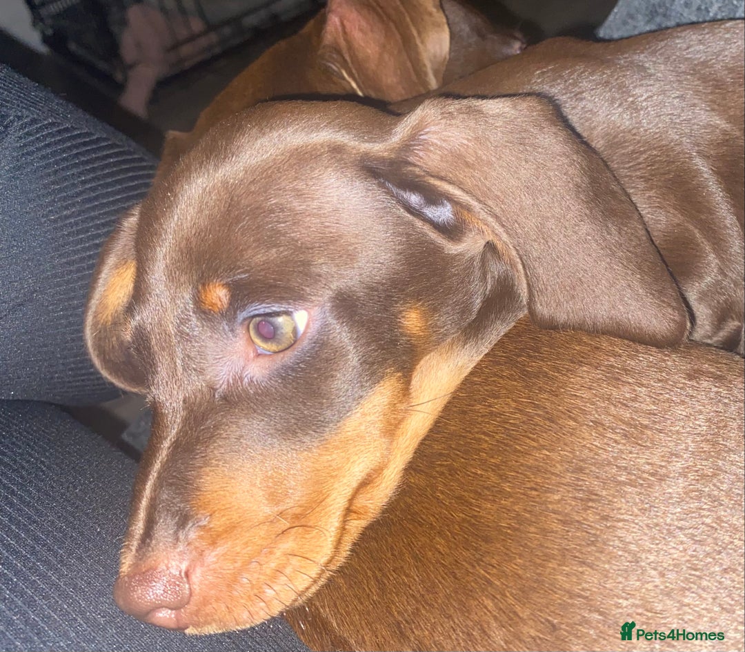 Dachshund dogs for sale: dashounds boys choc and tan - Image 22