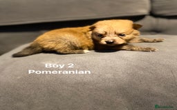 Pomeranian dogs for sale: Pomeranian pups available  - Image 13