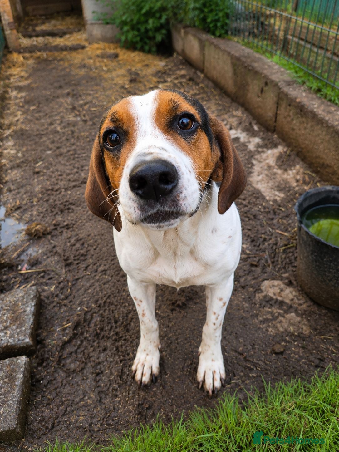 Beagle dogs Lady 12 month old Beagle bitch - Advert 1