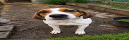 Beagle dogs for sale: Lady 12 month old Beagle bitch - Advert 1
