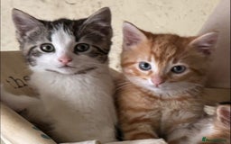 British Shorthair cats for sale: Farm Kittens - Image 1