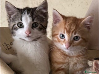 British Shorthair cats for sale: Farm Kittens - Advert 1