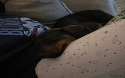 Dachshund dogs for sale: Rehoming 18 month old girl  - Image 3