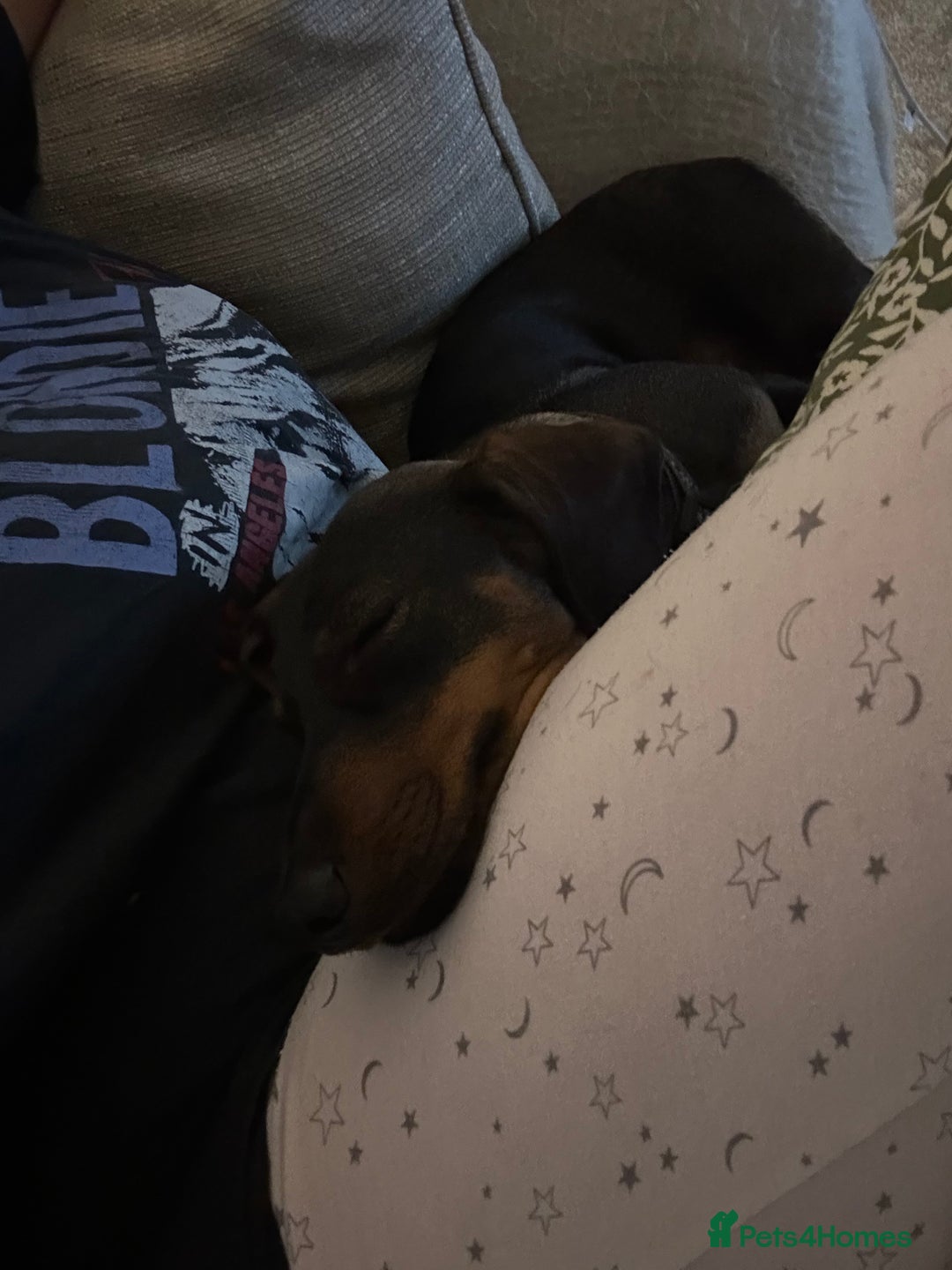 Dachshund dogs for sale: Rehoming 18 month old girl  - Image 3