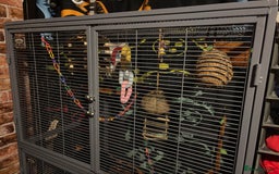 Sugar Glider rodents for sale: Twin sugar gliders - Image 5