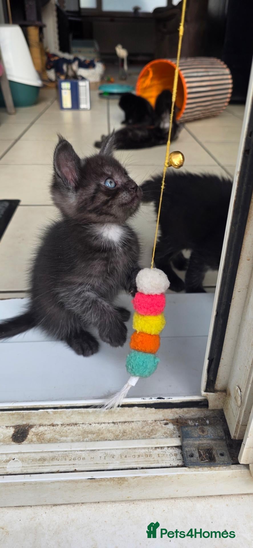Mixed Breed cats Silver smoked maincoon cross  - Advert 15