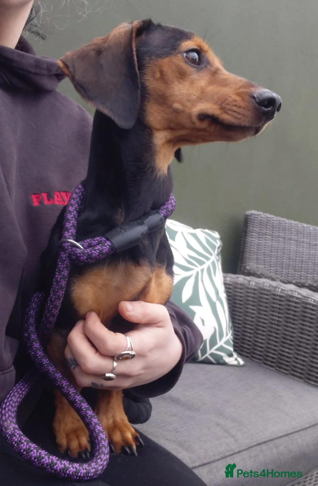 Dachshund dogs for sale: Dachshund - Advert 3