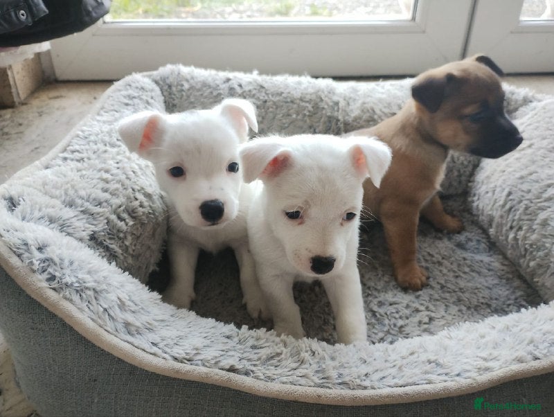 Jack Russell dogs Jack Russel Puppies For Sale - Advert 2