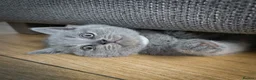 British Shorthair cats for sale: British shorthair kitten - Advert 4