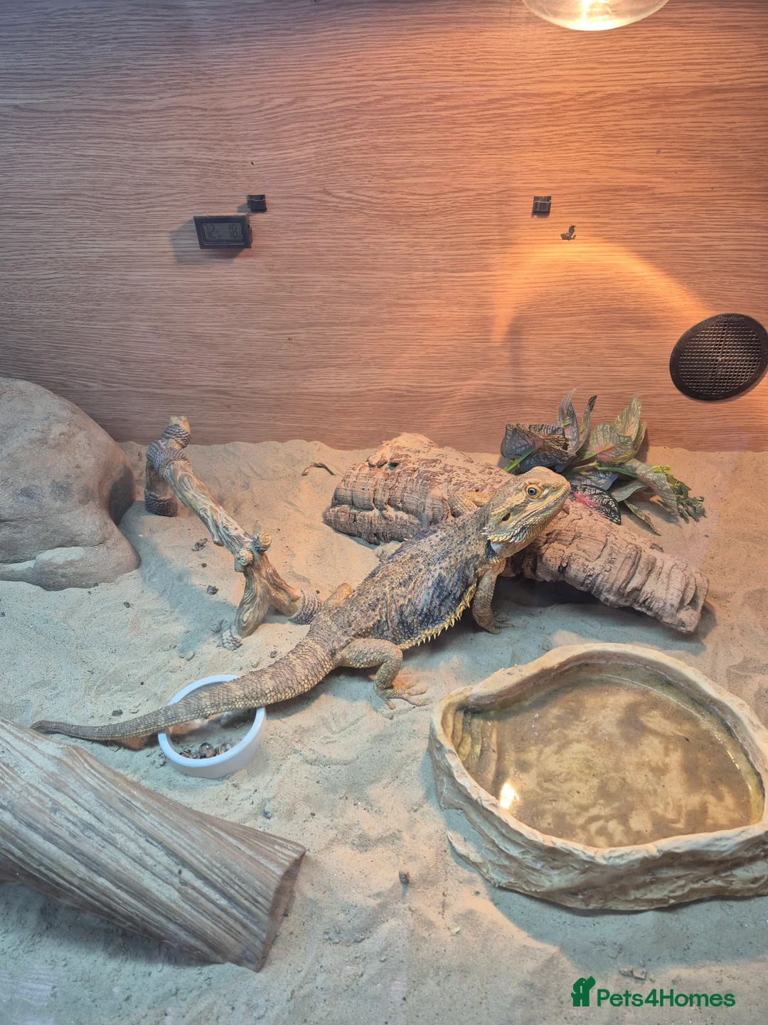 Bearded Dragon reptiles for sale: Bearded dragon  - Advert 1