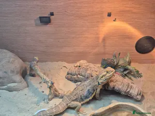 Bearded Dragon reptiles Bearded dragon - Advert 1