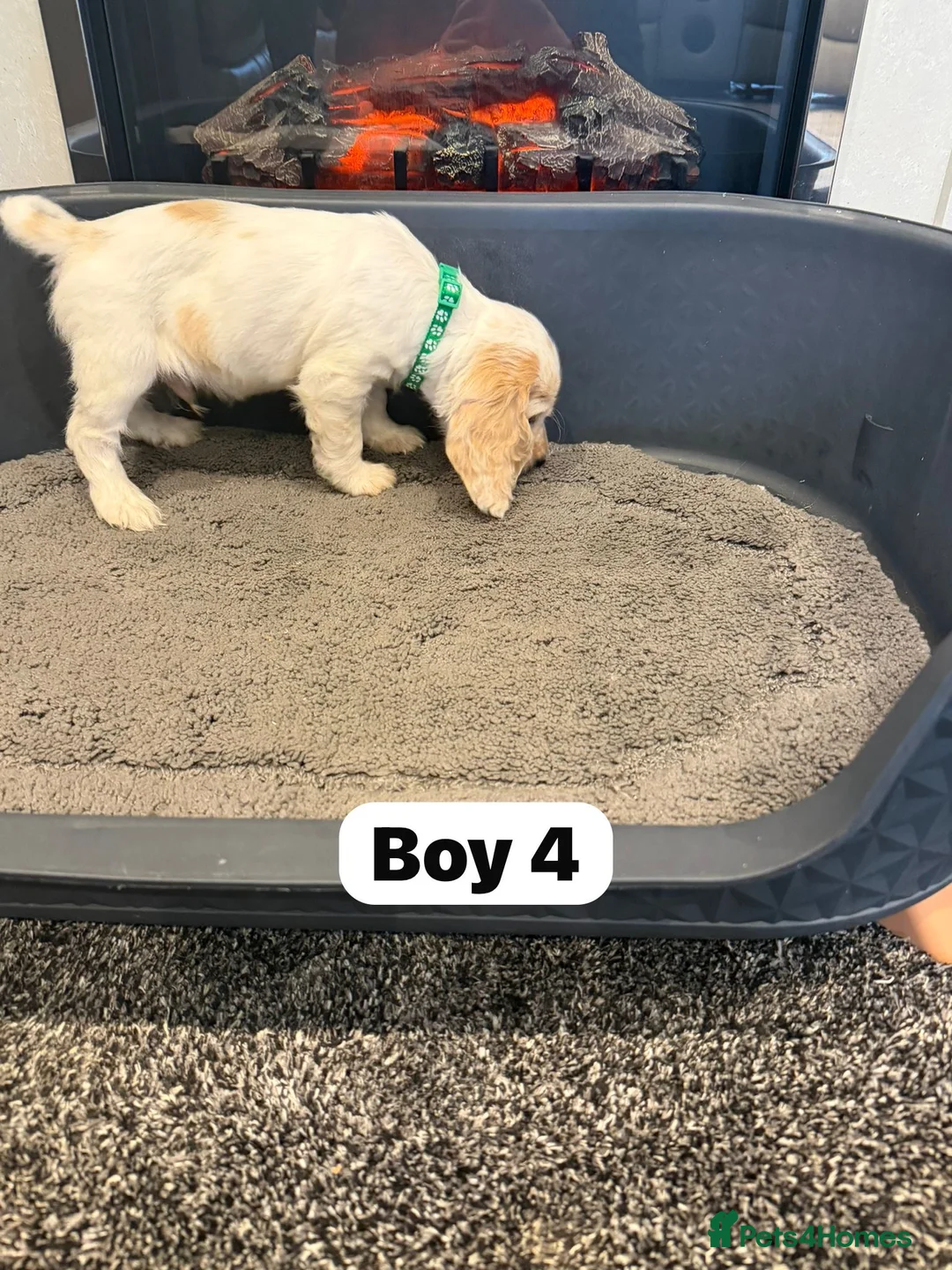 Cocker Spaniel dogs for sale: Beautiful adorable show type cocker spaniels - Advert 30