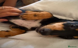 Mixed Breed dogs for sale: 2 lovely Daschund pups for sale. - Image 2