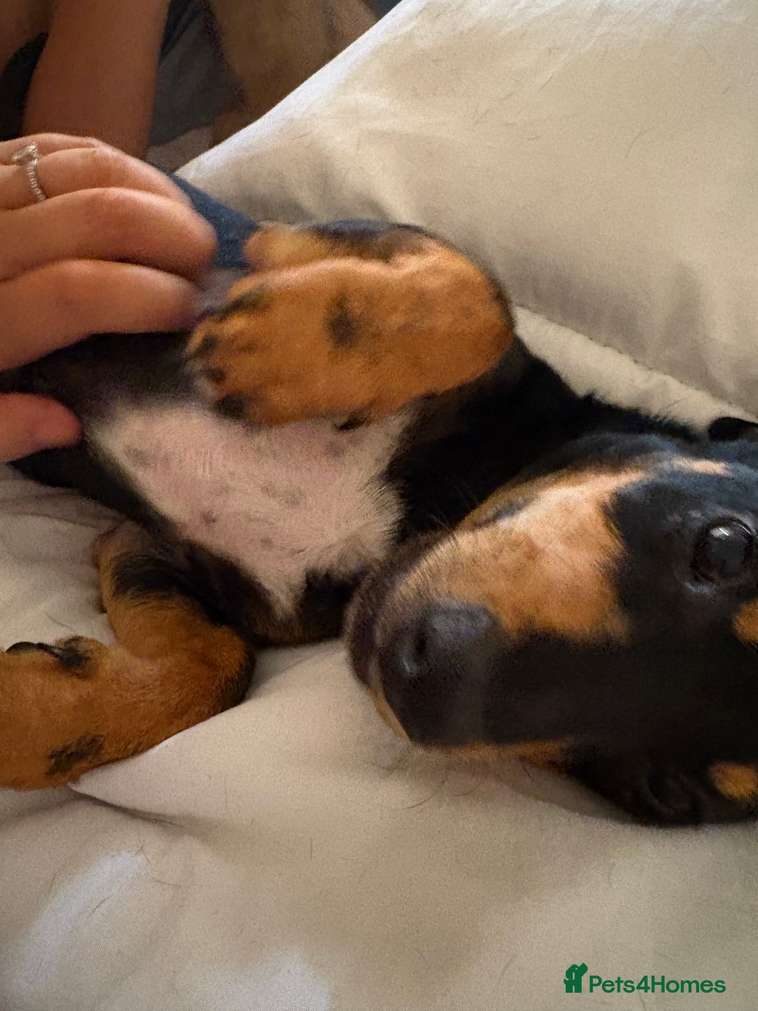 Mixed Breed dogs for sale: 2 lovely Daschund pups for sale. - Image 2