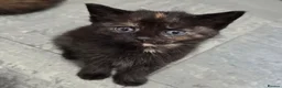 Domestic Shorthair cats for sale: 5 Beautiful female kittens for sale  - Advert 8
