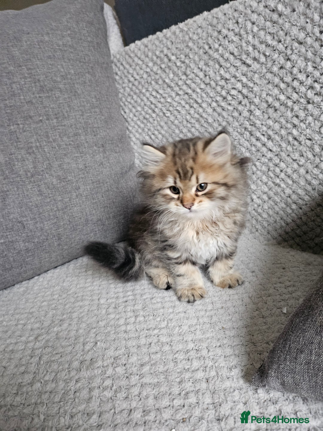Siberian cats for sale: Pedigree Siberian Kittens from Loving Home - Advert 5