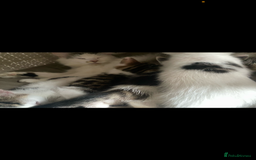 Mixed Breed cats for sale: Kittens ready now  - Image 12