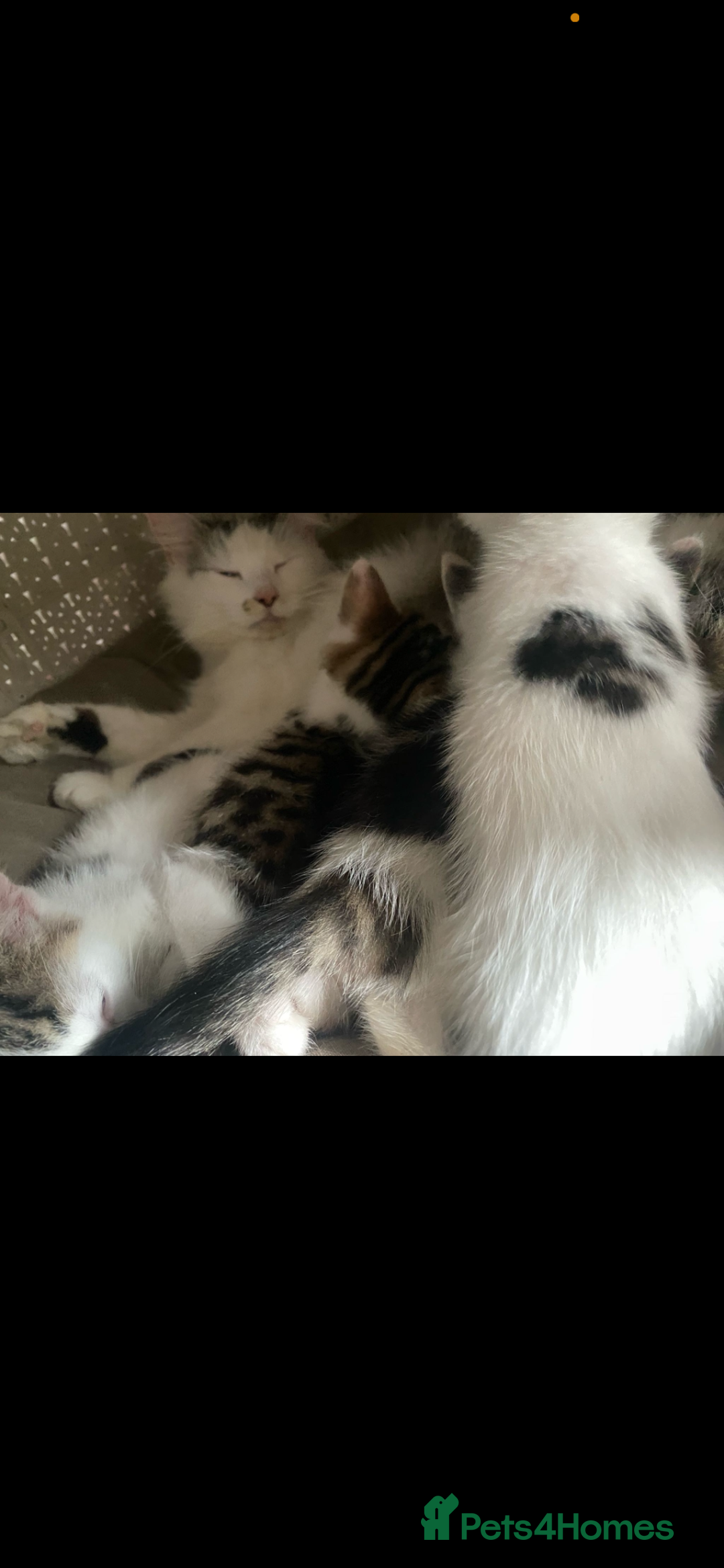 Mixed Breed cats for sale: Kittens ready now  - Image 12