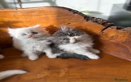 Persian cats for sale: BeautifulPersian Kittens - Image 11
