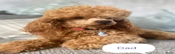 Cavapoo dogs for sale: F1b Toy cavapoo puppies Extensively health tested  - Advert 2
