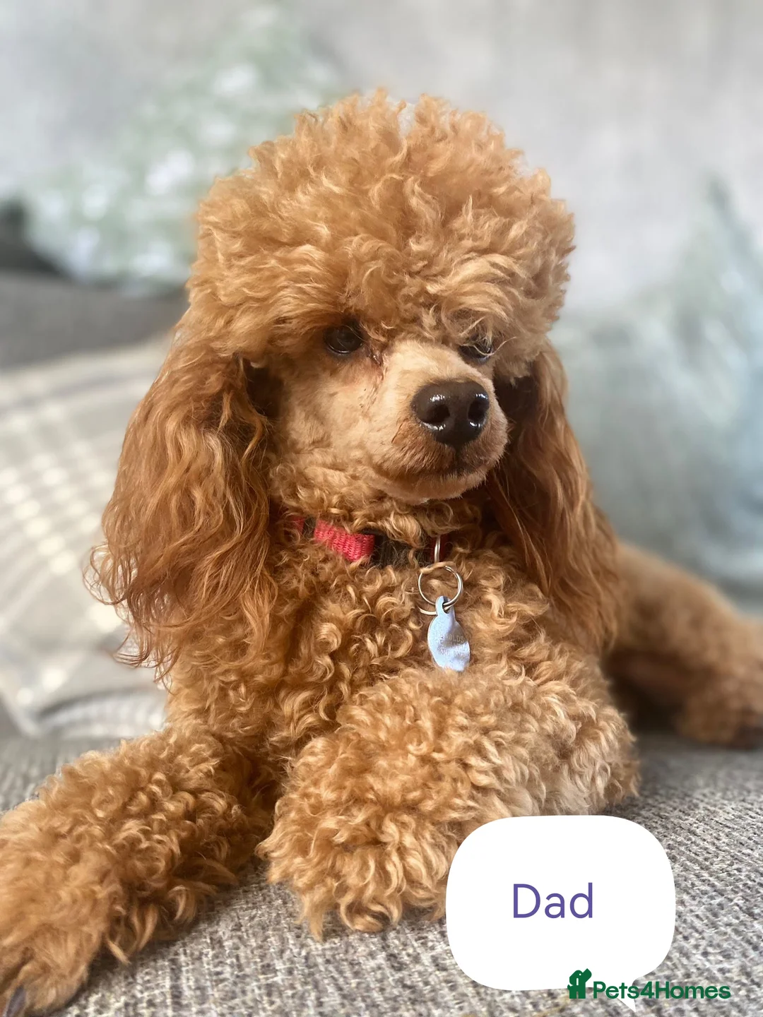 Cavapoo dogs for sale: F1b Toy cavapoo puppies Extensively health tested  - Advert 2