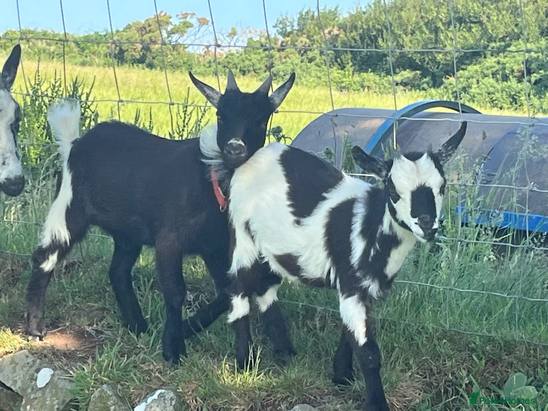 Goats livestock for sale: 2x PygmyX. 1 female and 1 male (castrated)  - Advert 2