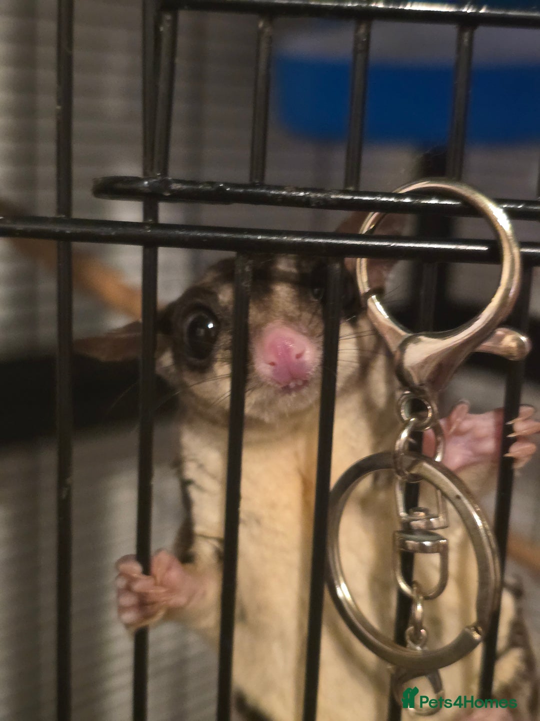Sugar Glider rodents for sale: Joey Sugar glider!  - Advert 4