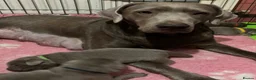 Labrador Retriever dogs for sale: Gorgeous Silver Labrador Puppies For Sale! - Advert 18