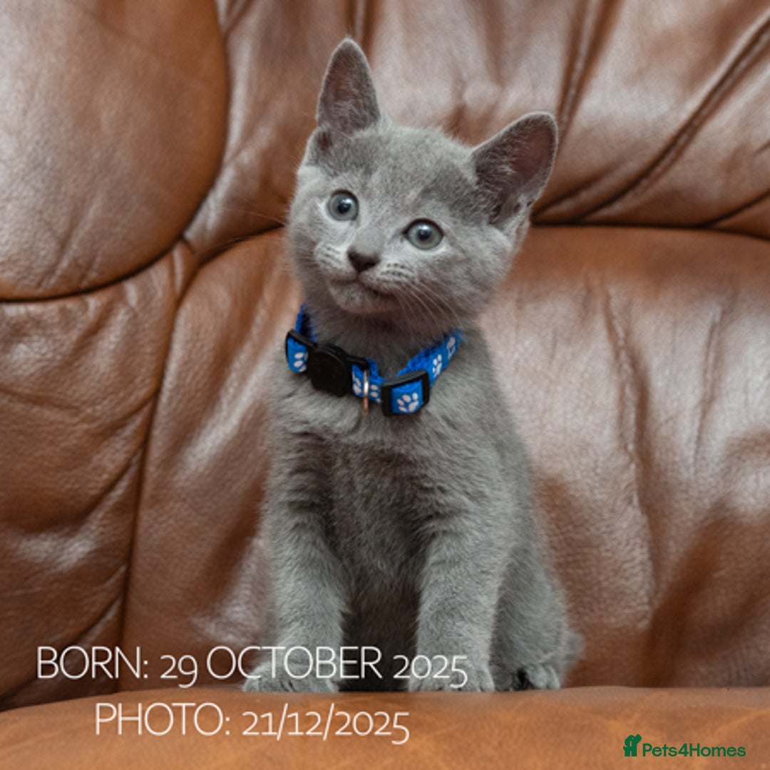 Russian Blue cats for sale: Russian Blue Kittens. Pedigree. - Advert 2