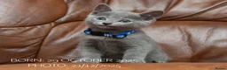 Russian Blue cats for sale: Russian Blue Kittens. Pedigree. - Advert 2