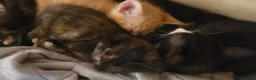 Mixed Breed cats for sale: Five Gorgeous Kittens Available! - Advert 20
