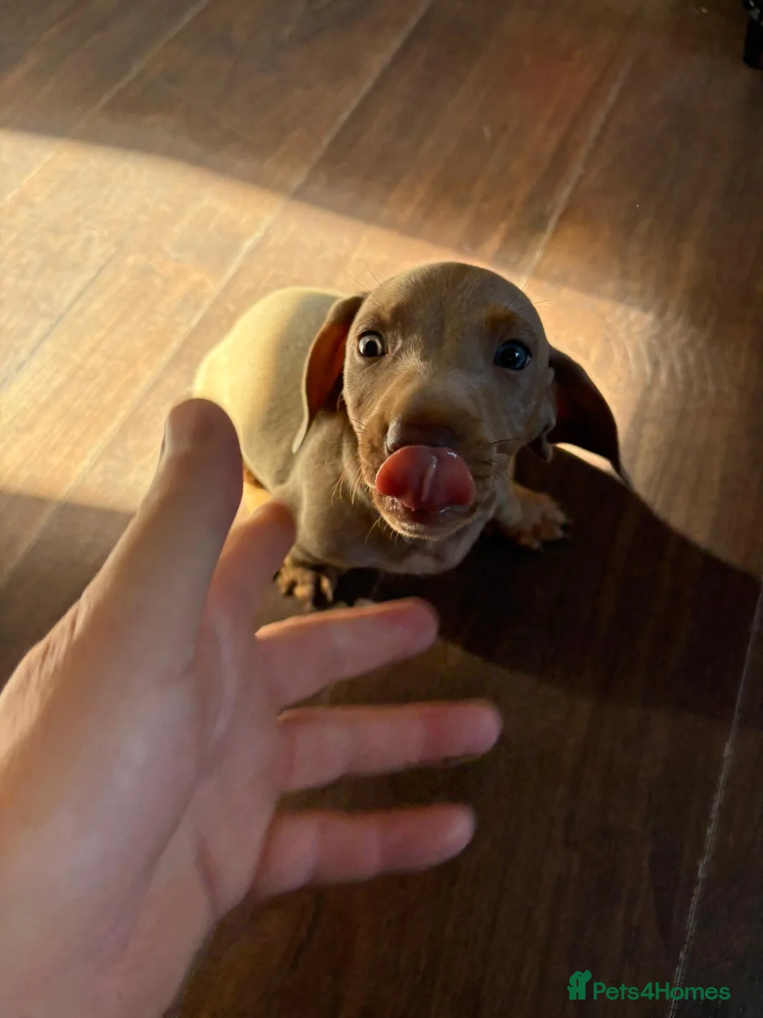 Dachshund dogs for sale: 3 male dachshund for sale  - Advert 12