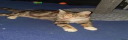 Mixed Breed cats for sale: 2  polydactl kittens for sale  in Falkirk - Advert 7