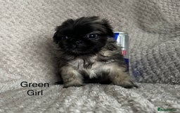 Mixed Breed dogs for sale: Tiny Pugingese pups  - Image 21