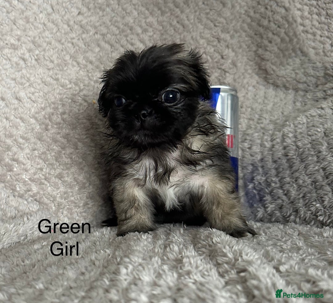 Mixed Breed dogs for sale: Tiny Pugingese pups  - Image 21