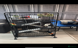 Rat rodents for sale: Male rats  - Image 6